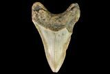 Fossil Megalodon Tooth - North Carolina #109836-2